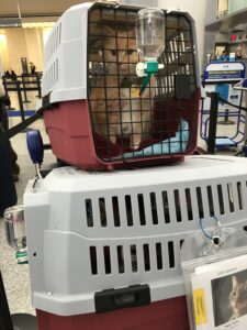 flying with pets