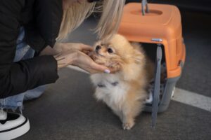 flying with pets